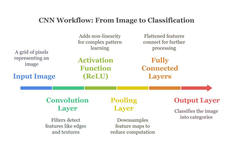 Convolutional Neural Networks Process