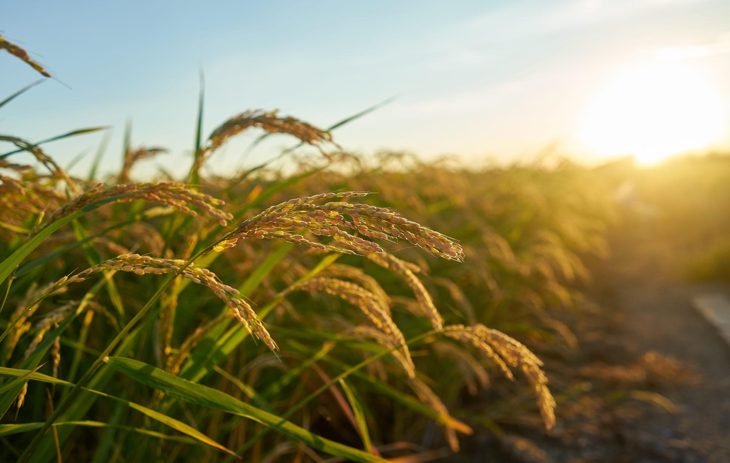 agriculture industry